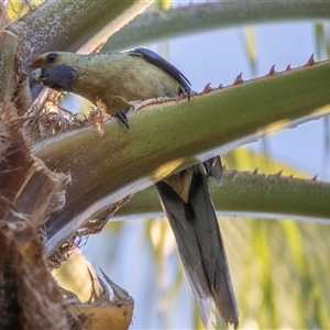 Zanda funerea at Mildura, VIC - 1 Oct 2025 by AlisonMilton
