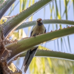 Platycercus elegans flaveolus at Mildura, VIC - 1 Oct 2025 07:37 AM