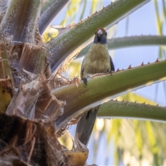 Platycercus elegans flaveolus at Mildura, VIC - 1 Oct 2025 07:37 AM