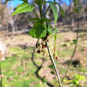 Acer negundo at Hackett, ACT - 3 Oct 2025 by abread111