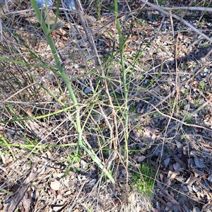 Asparagus officinalis at Hackett, ACT - 3 Oct 2025 by abread111