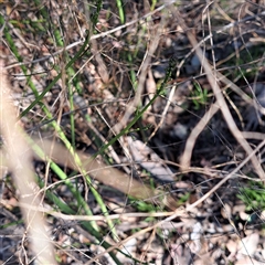 Asparagus officinalis at Hackett, ACT - 3 Oct 2025 03:27 PM