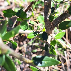 Unverified Other Shrub at Hackett, ACT - 3 Oct 2025 by abread111