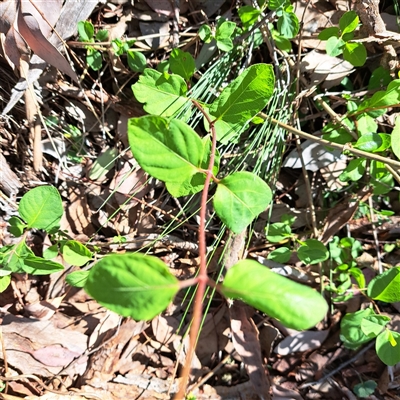 Lonicera japonica (Japanese Honeysuckle) at Hackett, ACT - 3 Oct 2025 by abread111