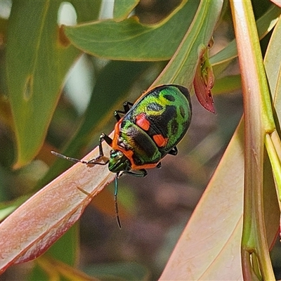 Scutiphora pedicellata at Monga, NSW - Yesterday by MatthewFrawley