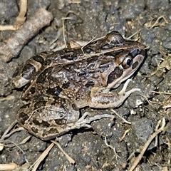 Limnodynastes tasmaniensis (Spotted Grass Frog) at Braidwood, NSW - 4 Oct 2025 by MatthewFrawley