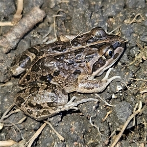 Limnodynastes tasmaniensis at Braidwood, NSW - Yesterday by MatthewFrawley