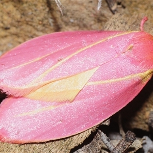 Unverified Moth (Lepidoptera) at Carwoola, NSW - 3 Oct 2025 by Harrisi