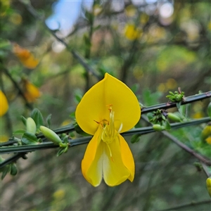 Cytisus scoparius subsp. scoparius at Braidwood, NSW - Yesterday by MatthewFrawley