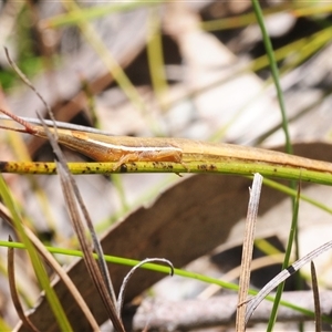 Unverified Grasshopper, Cricket or Katydid (Orthoptera) at Tianjara, NSW - 3 Oct 2025 by Harrisi