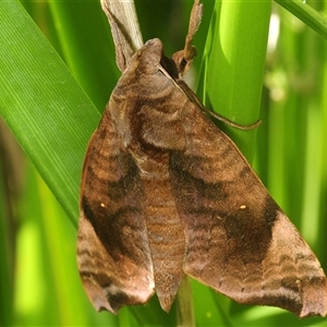 Unverified Moth (Lepidoptera) at Berry, NSW - 2 Oct 2025 by Harrisi
