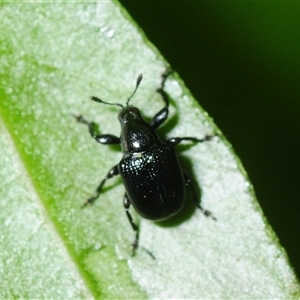 Euops sp. (genus) at Falls Creek, NSW - 3 Oct 2025 by Harrisi