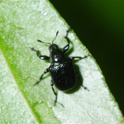 Euops sp. (genus) (A leaf-rolling weevil) at Falls Creek, NSW - 3 Oct 2025 by Harrisi