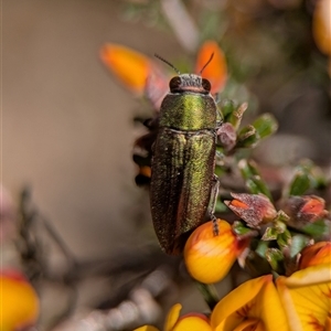 Melobasis propinqua at Jerrabomberra, NSW - 3 Oct 2025 by Miranda