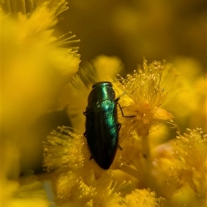 Melobasis obscurella at Garran, ACT - 3 Oct 2025 by Miranda