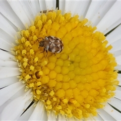 Anthrenus verbasci (Varied or Variegated Carpet Beetle) at Wodonga, VIC - 30 Sep 2025 by KylieWaldon