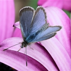 Zizina otis (Common Grass-Blue) at Wodonga, VIC - 30 Sep 2025 by KylieWaldon