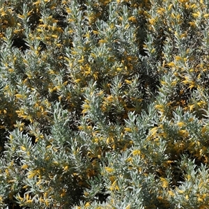 Eremophila sp. at Wodonga, VIC - Yesterday by KylieWaldon