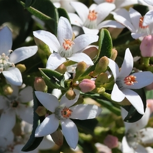 Boronia (genus) at Wodonga, VIC - Yesterday by KylieWaldon