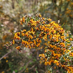 Daviesia ulicifolia subsp. ulicifolia (Gorse Bitter-pea) at Monga, NSW - 4 Oct 2025 by MatthewFrawley