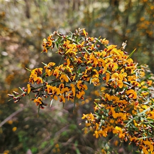 Daviesia ulicifolia subsp. ulicifolia at Monga, NSW - Yesterday by MatthewFrawley