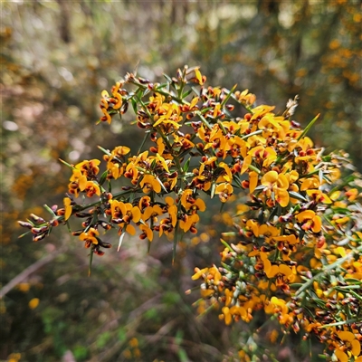 Daviesia ulicifolia subsp. ulicifolia (Gorse Bitter-pea) at Monga, NSW - 4 Oct 2025 by MatthewFrawley