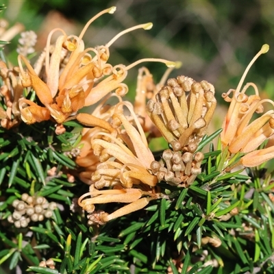 Grevillea (genus) at Wodonga, VIC - 4 Oct 2025 by KylieWaldon