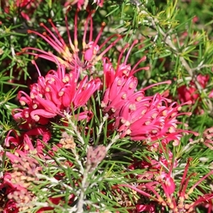 Grevillea (genus) at Wodonga, VIC - Yesterday by KylieWaldon