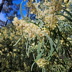 Acacia falciformis (Broad-leaved Hickory) at Monga, NSW - 4 Oct 2025 by MatthewFrawley