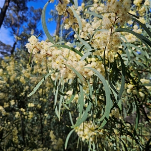 Acacia doratoxylon at Monga, NSW - Yesterday by MatthewFrawley