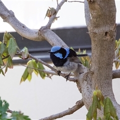 Malurus cyaneus at Yarralumla, ACT - 4 Oct 2025 by AlisonMilton