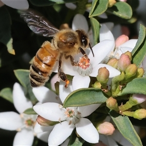 Apis mellifera at Wodonga, VIC - Yesterday by KylieWaldon
