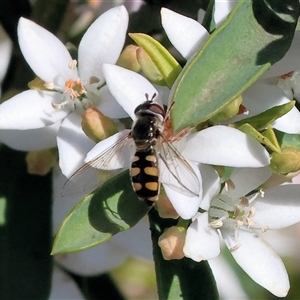 Simosyrphus grandicornis at Wodonga, VIC - Yesterday by KylieWaldon
