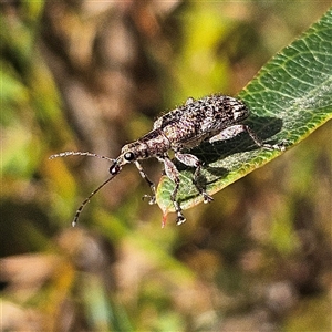 Unverified Weevil (Curculionoidea) at Reidsdale, NSW - Yesterday by MatthewFrawley