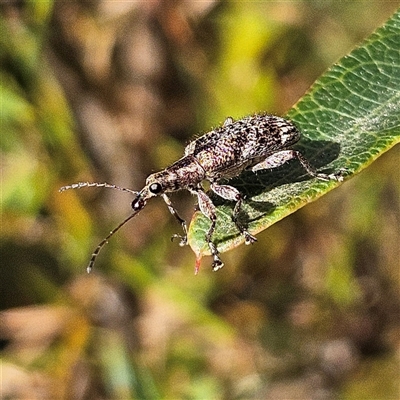 Pachyura australis at Reidsdale, NSW - 4 Oct 2025 by MatthewFrawley