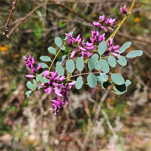 Indigofera australis subsp. australis at Reidsdale, NSW - Yesterday by MatthewFrawley