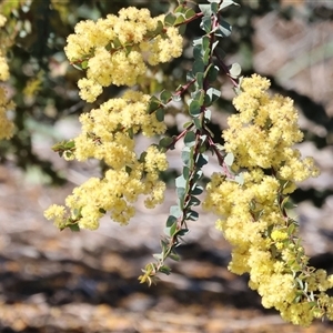 Acacia buxifolia subsp. buxifolia at Wodonga, VIC - Yesterday by KylieWaldon
