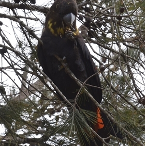 Calyptorhynchus lathami lathami (Glossy Black-Cockatoo) at Windellama, NSW - 18 Aug 2020 by GITM2