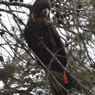 Calyptorhynchus lathami lathami (Glossy Black-Cockatoo) at Windellama, NSW - 18 Aug 2020 by GITM2