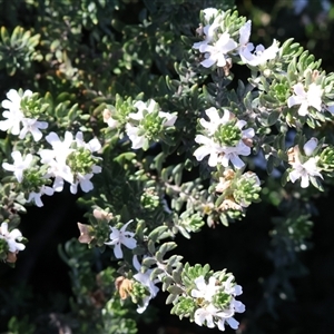 Westringia sp. at Wodonga, VIC - Yesterday by KylieWaldon