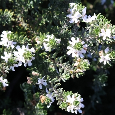 Westringia sp. at Wodonga, VIC - 4 Oct 2025 by KylieWaldon