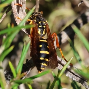 Unverified Potter wasp (Vespidae, Eumeninae) at Wodonga, VIC - Yesterday by KylieWaldon