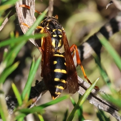 Polistes (Polistes) chinensis (Asian paper wasp) at Wodonga, VIC - 4 Oct 2025 by KylieWaldon