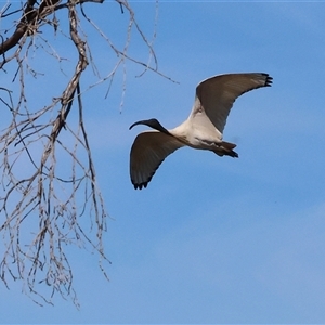 Threskiornis molucca at Wodonga, VIC - Yesterday by KylieWaldon