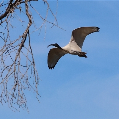 Threskiornis molucca (Australian White Ibis) at Wodonga, VIC - 4 Oct 2025 by KylieWaldon