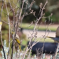 Ptilotula penicillata (White-plumed Honeyeater) at Wodonga, VIC - 4 Oct 2025 by KylieWaldon