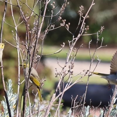 Ptilotula penicillata (White-plumed Honeyeater) at Wodonga, VIC - 4 Oct 2025 by KylieWaldon