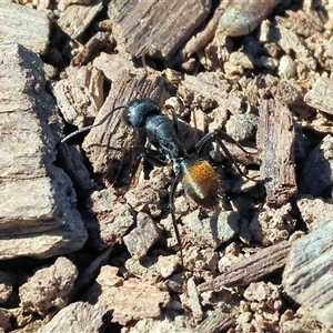 Camponotus suffusus at Wodonga, VIC - Yesterday by KylieWaldon