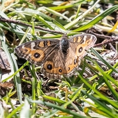 Junonia villida (Meadow Argus) at Jugiong, NSW - 13 Sep 2025 by AlisonMilton