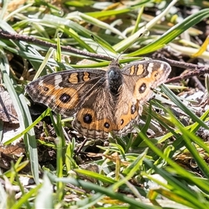 Junonia villida (Meadow Argus) at Jugiong, NSW - 13 Sep 2025 by AlisonMilton